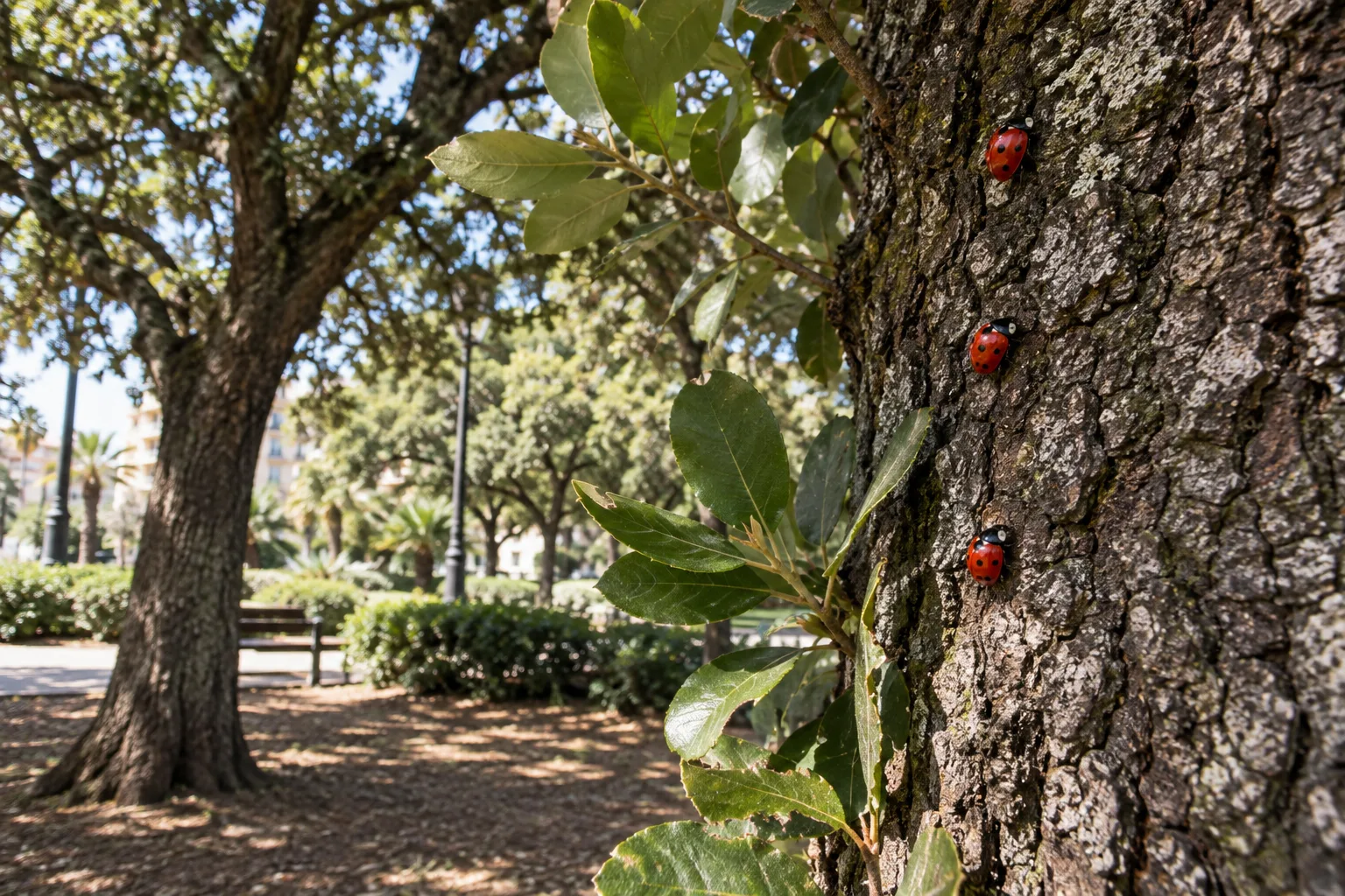 A Bari parte la sperimentazione con le coccinelle per salvare i lecci