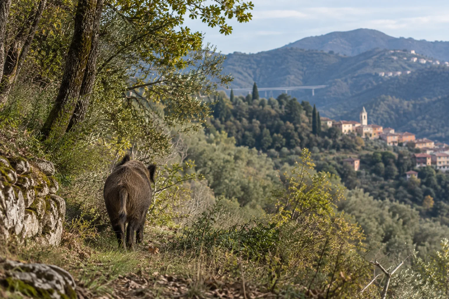 Peste suina africana: positivo un cinghiale a Serra Riccò
